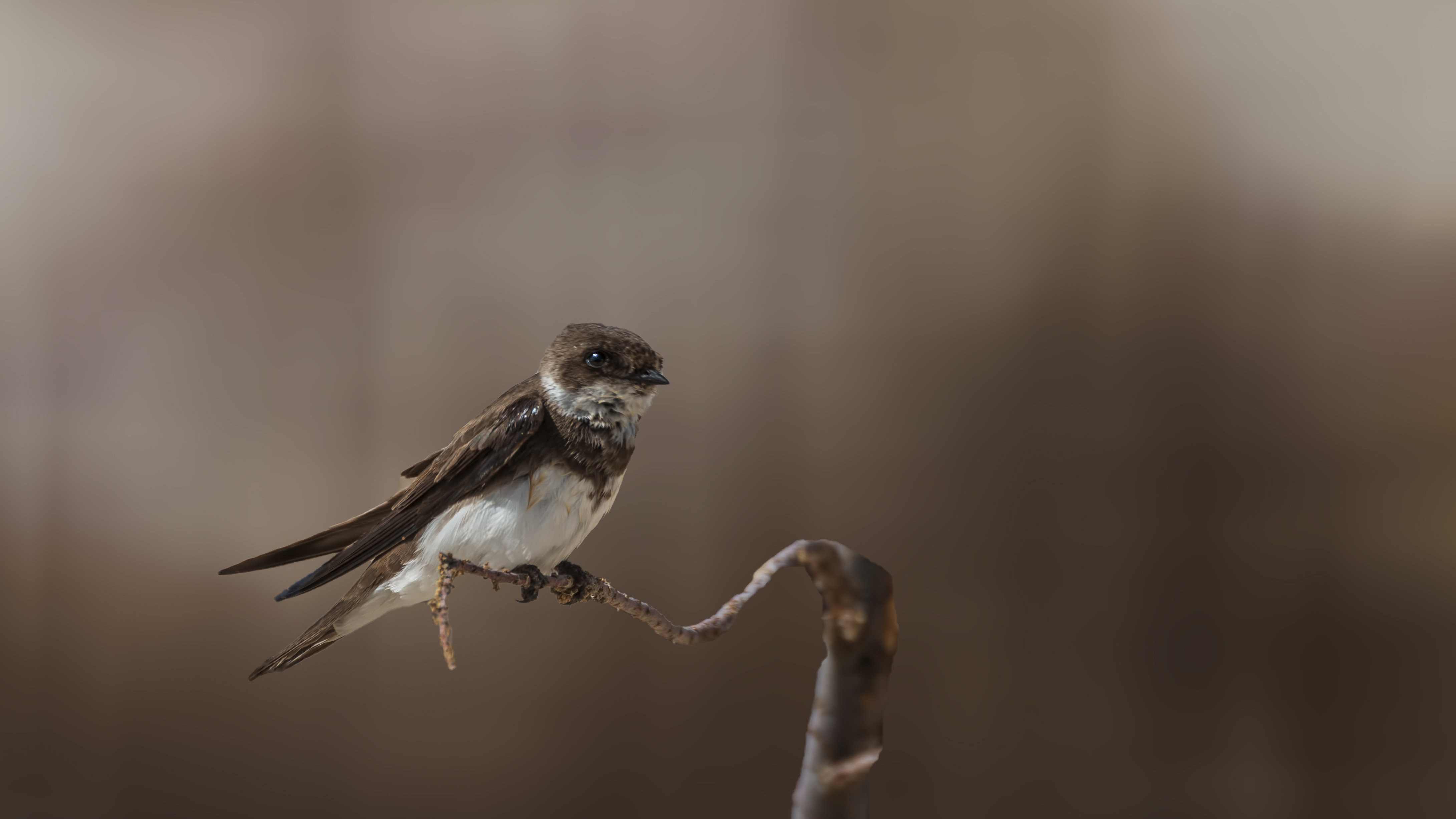 Bank Swallow